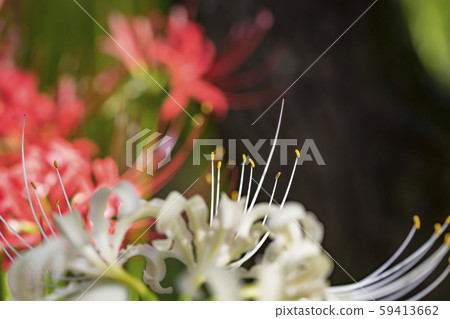[Kinchakuda, cluster amaryllis] 59413662
