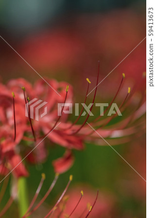 [Kinchakuda, cluster amaryllis] 59413673