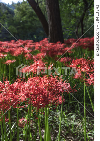 [Kinchakuda, cluster amaryllis] 59413843