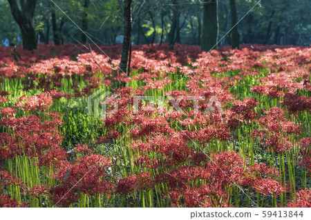 [Kinchakuda, cluster amaryllis] 59413844