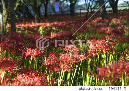 [Kinchakuda, cluster amaryllis] 59413845