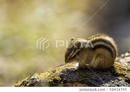日向松鼠 59414745