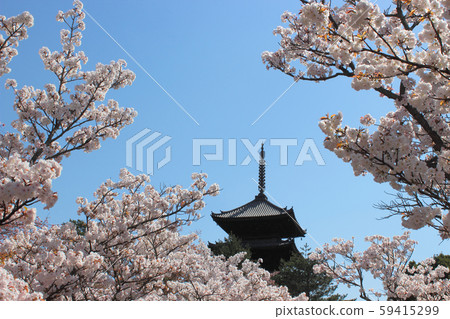 京都Ninna-ji寺的大室櫻 京都Ninna-ji寺的大室櫻 59415299