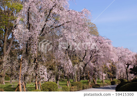 京都:二條城的櫻花盛開 京都:二條城的櫻花盛開 59415300