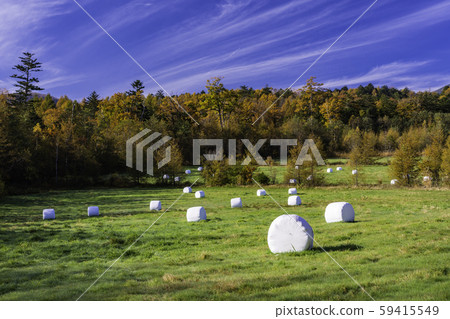 Silage and grass roll Silage and grass roll 59415549