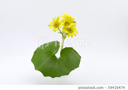 大吳風草 大吳風草 59416474