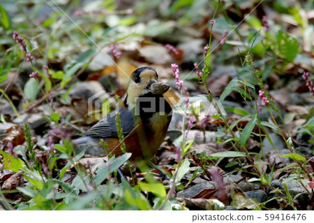 為冬天做準備 59416476