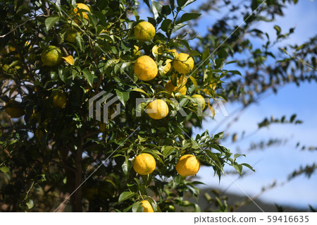 彩苗柚子 59416635