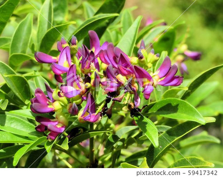 Taiwanese wisteria wisteria / Tachikawa’ Taiwanese wisteria wisteria / Tachikawa’ 59417342