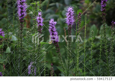 首爾故宮 59417517