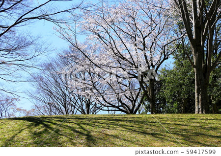 春天的印象櫻花盛開的公園 春天的印象櫻花盛開的公園 59417599