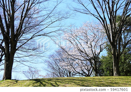 春天的印象櫻花盛開的公園 春天的印象櫻花盛開的公園 59417601