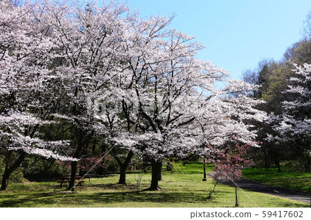 春天的印象櫻花盛開的公園 59417602