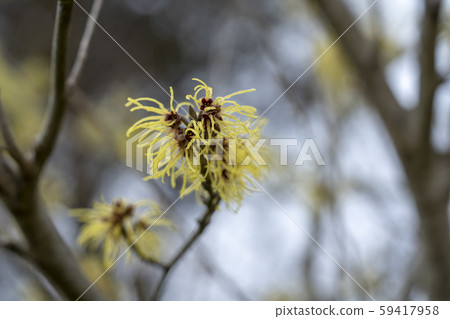 金縷梅 金縷梅 59417958