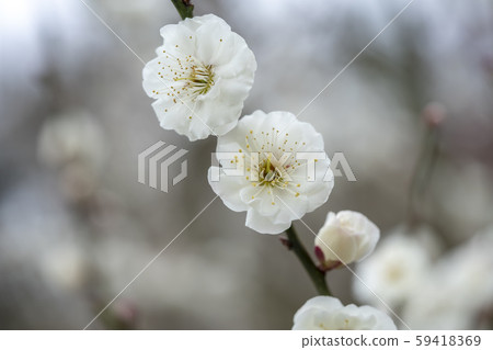 White plum White plum 59418369