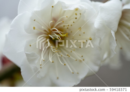 White plum White plum 59418371