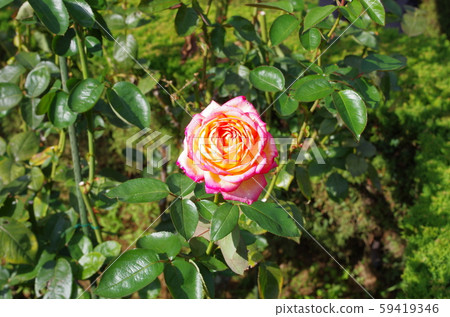 玫瑰 59419346