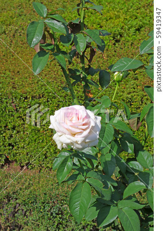 Roses Roses 59419347