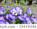 Viola flowers Viola flowers 59419348