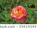 Roses Roses 59419349