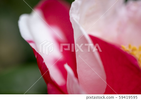 茶花 茶花 59419595