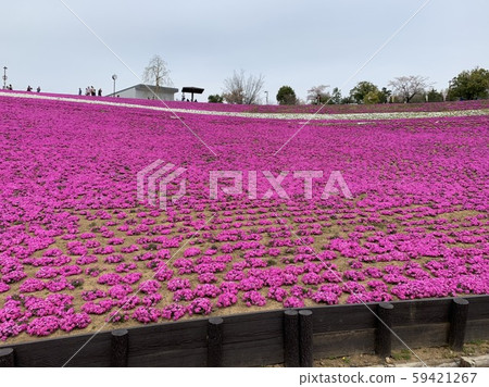 Moss phlox  59421267