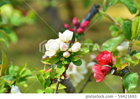 Red and white blurred flowers 59421693