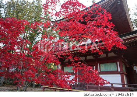 高野山的秋葉 高野山的秋葉 59422614