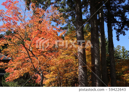 Autumn leaves of Mt. Koya 59422643