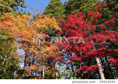 高野山的秋葉 59422644