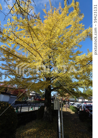 高野山的秋葉 高野山的秋葉 59423131