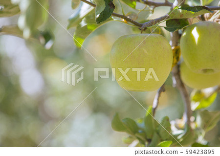 長野縣飯田市蘋果樹的景觀 59423895