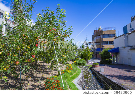 長野縣飯田市蘋果樹的景觀 59423900