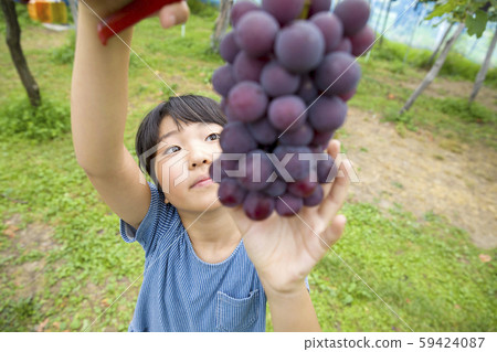 Girl picking grapes Girl picking grapes 59424087