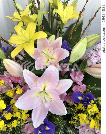 Lily  59424088