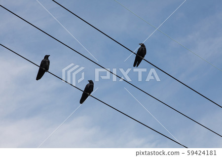 Crow stayed on the wire 59424181