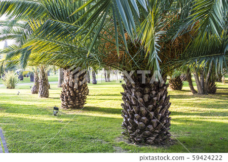 Palm trees in a Park in Sochi, Russia. Evening 21 October 2109 Palm trees in a Park in Sochi, Russia. Evening 21 October 2109 59424222