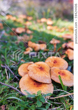 Longitudinal photo of a group of buds with blurred back 59424406