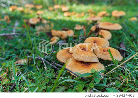 A lot of brown camellia A lot of brown camellia 59424408