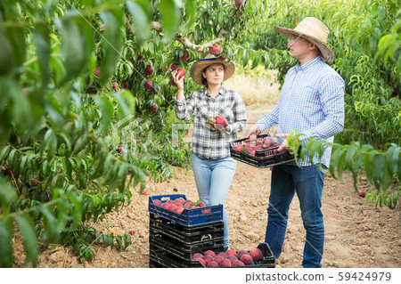 Two gardeners picking peaches harvest Two gardeners picking peaches harvest 59424979