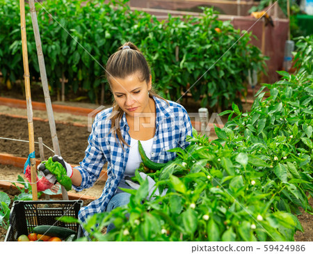 Positive woman farmer picks a harvesting of bell peppers in the garden Positive woman farmer picks a harvesting of bell peppers in the garden 59424986