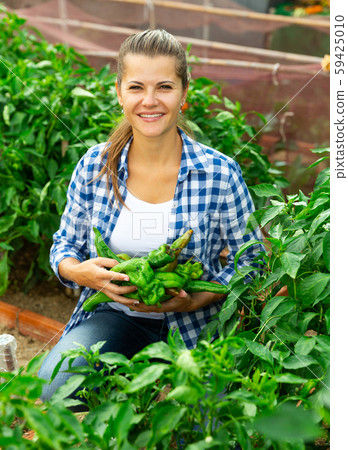 Satisfied woman harvesting bell peppers in a bucket Satisfied woman harvesting bell peppers in a bucket 59425010