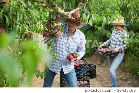 Male professional horticulturist picking peaches from tree Male professional horticulturist picking peaches from tree 59425169
