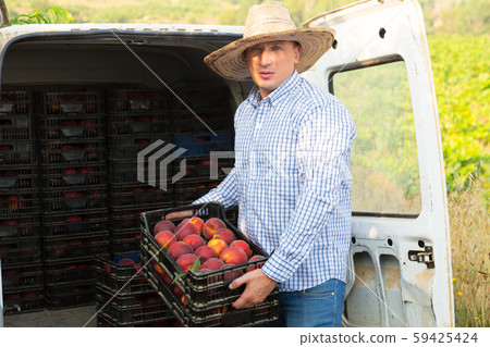 Gardener packing crates with peaches Gardener packing crates with peaches 59425424