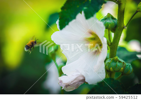 Bumblebee collects flower nectar of malva 59425512