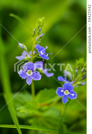 Blue flowers speedwell close-up Blue flowers speedwell close-up 59425542