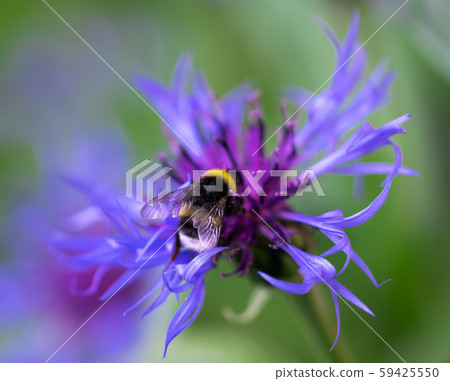 Bee collects flower nectar of cornflower 59425550