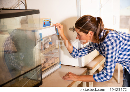 Woman monitors maturation of eggs in an incubator. Growing chickens in an incubator. 59425572
