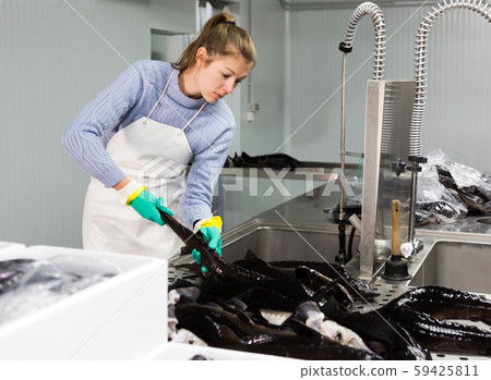 Woman washing sturgeon before packaging Woman washing sturgeon before packaging 59425811