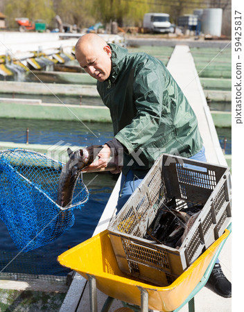 Man catching sturgeon with landing net Man catching sturgeon with landing net 59425817